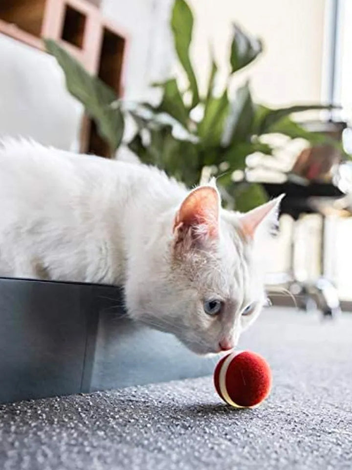 Pawridise - Smart Pet Products For Playing Cat Balls