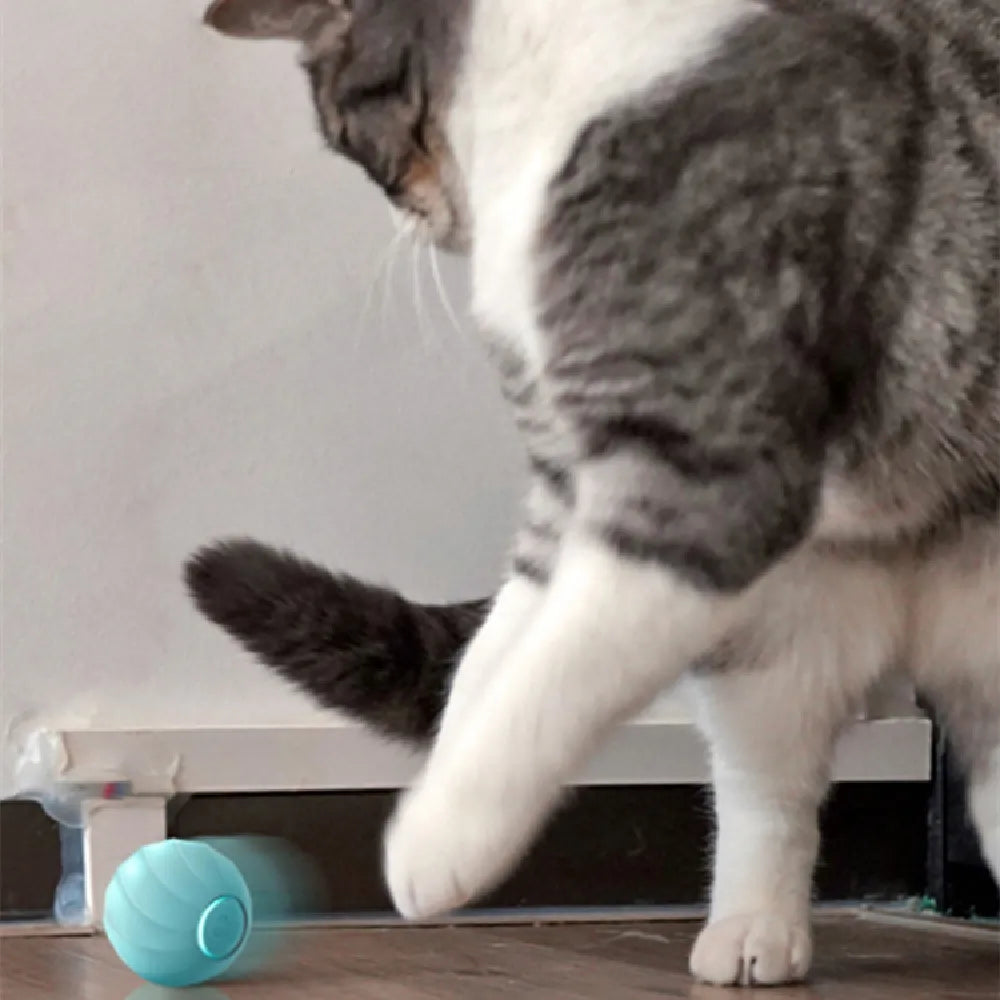 Smart Pet Products For Playing Cat Balls - Pawridise